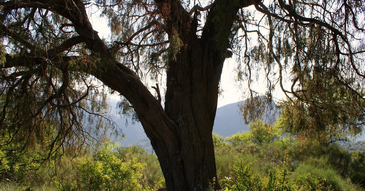 Al Sur de Jaén Sierra Sur Enebro de El Parrizoso Árbol Singular