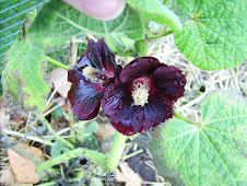 Black Hollyhock