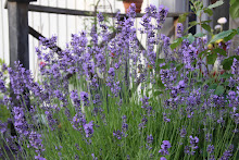 Lavendula Angustifolia.......