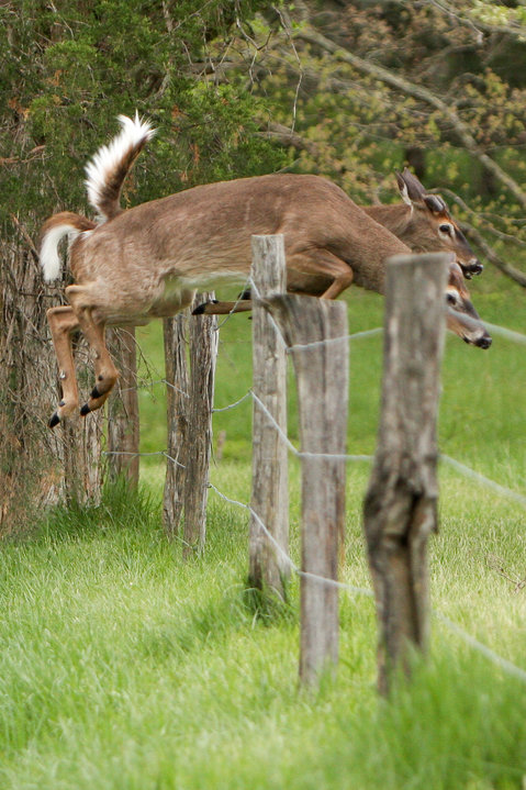 Deer Jump