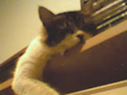 los lunes : Soy Nala