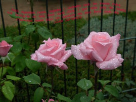Regal de  Sant Jordi