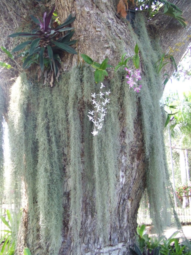 PNG Tourism News Update Parasitic Plants