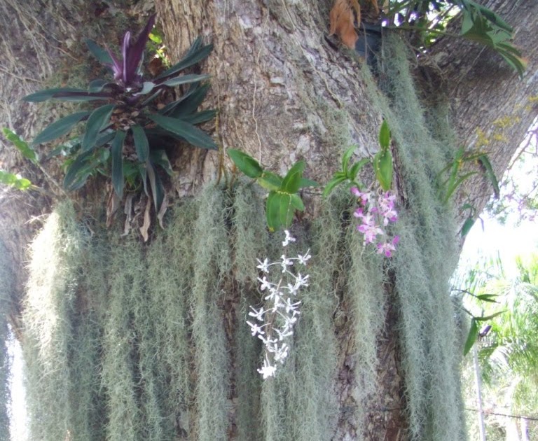 PNG Tourism News Update: Parasitic Plants