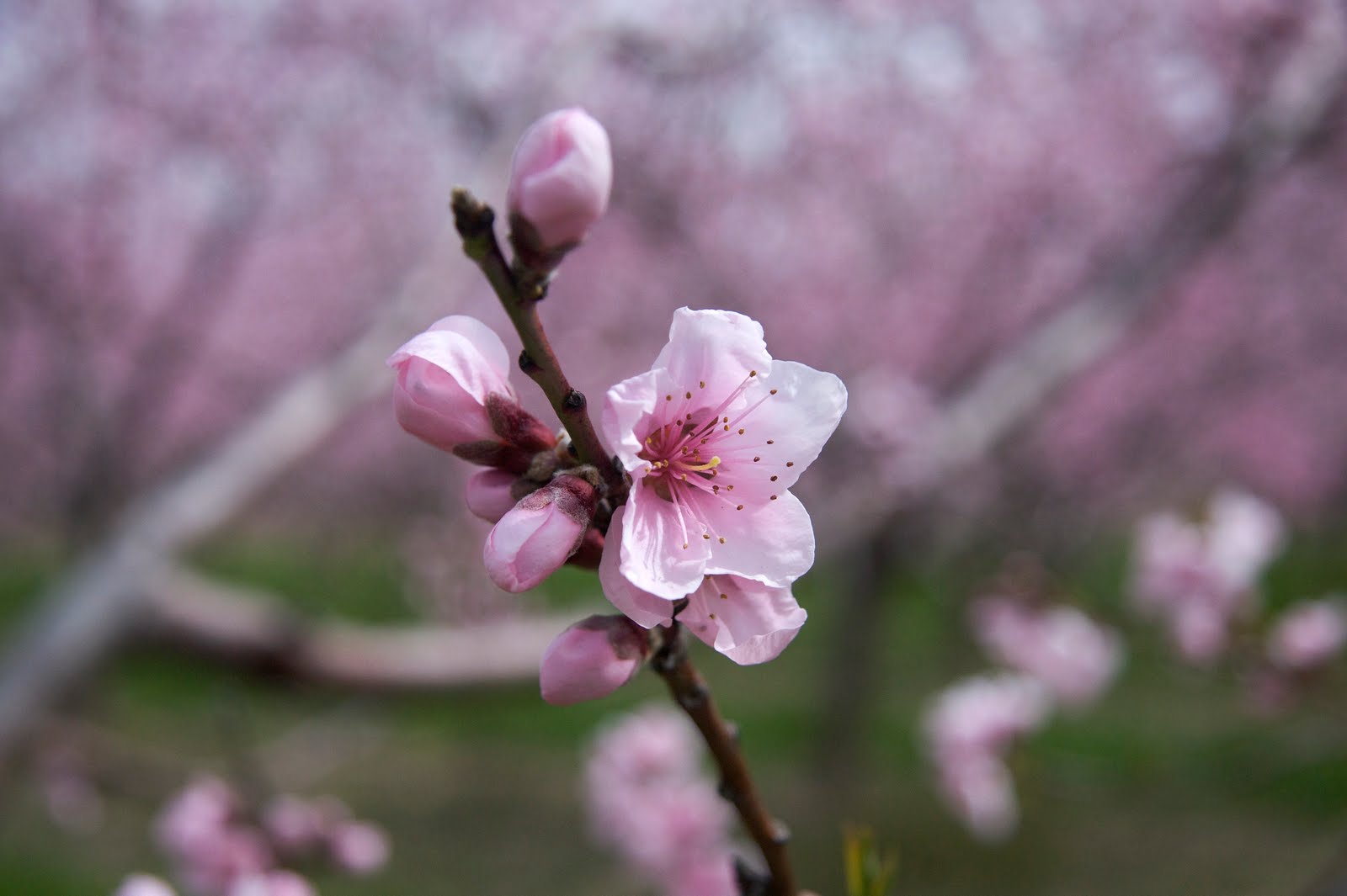 creative2 photography Peach blossoms