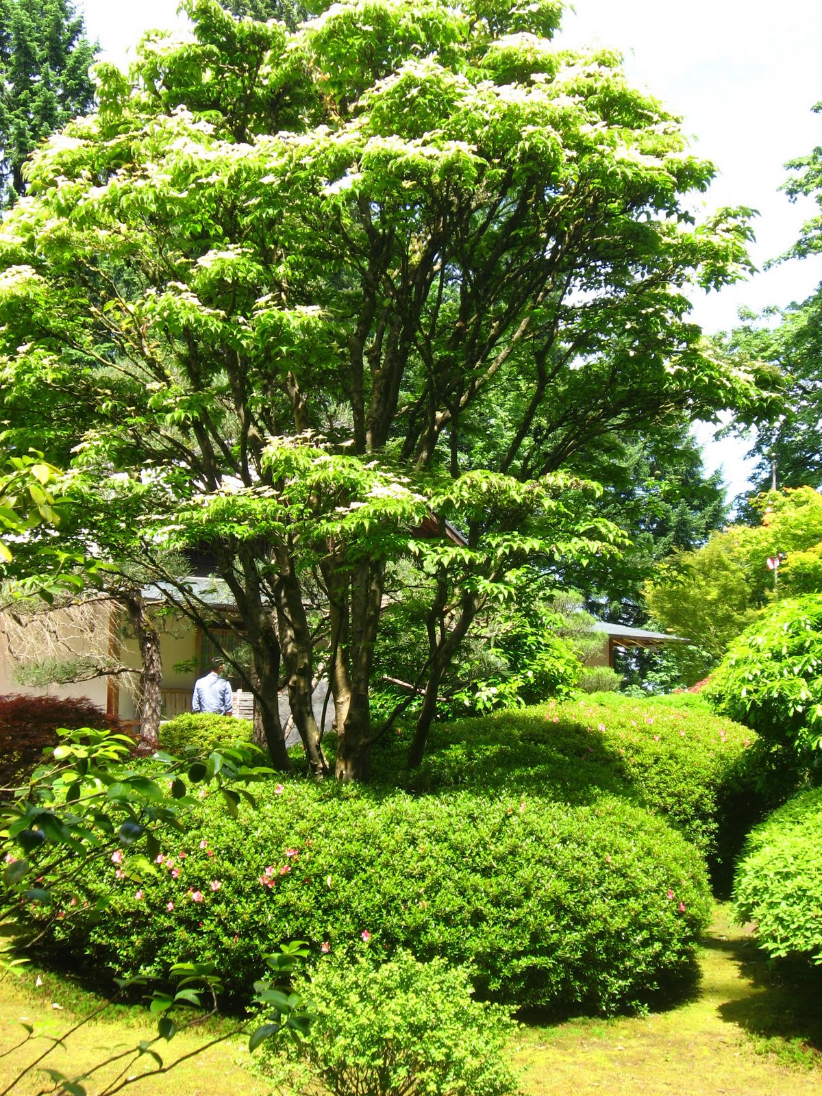 Running With Rocket: Japanese Garden Inspiration