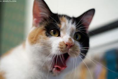 Cat Roaring