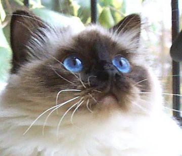 Breeds - Birman Cats Photo