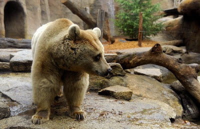 Brown bears Roan and Honey enjoy Pics