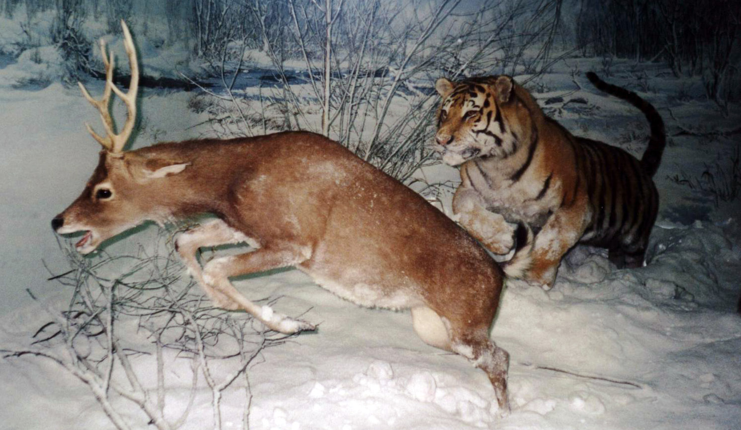 [Tiger_chasing_a_deer_cropped.jpg]