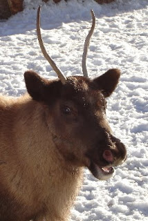 Wanna play some reindeer games?