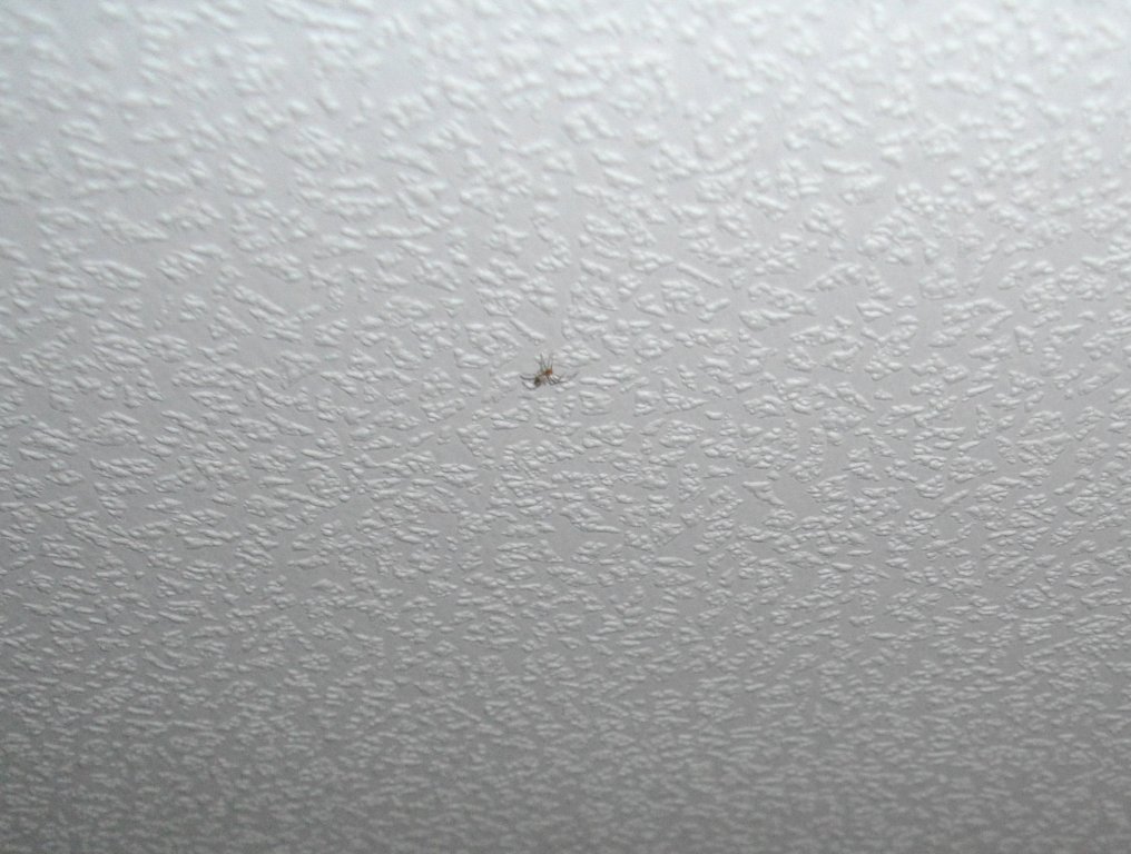 The Teensy Tiny Insignificant Details More Bugs