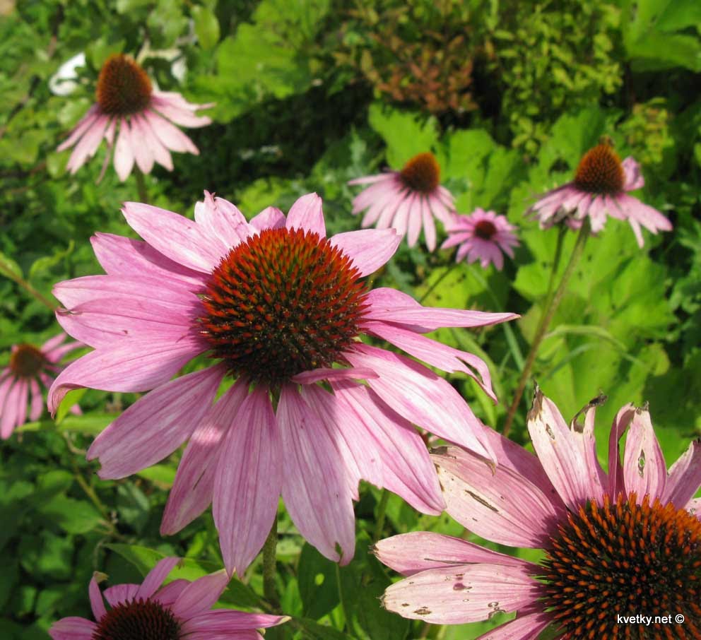 [Эхинацея+IMG_4459.jpg]