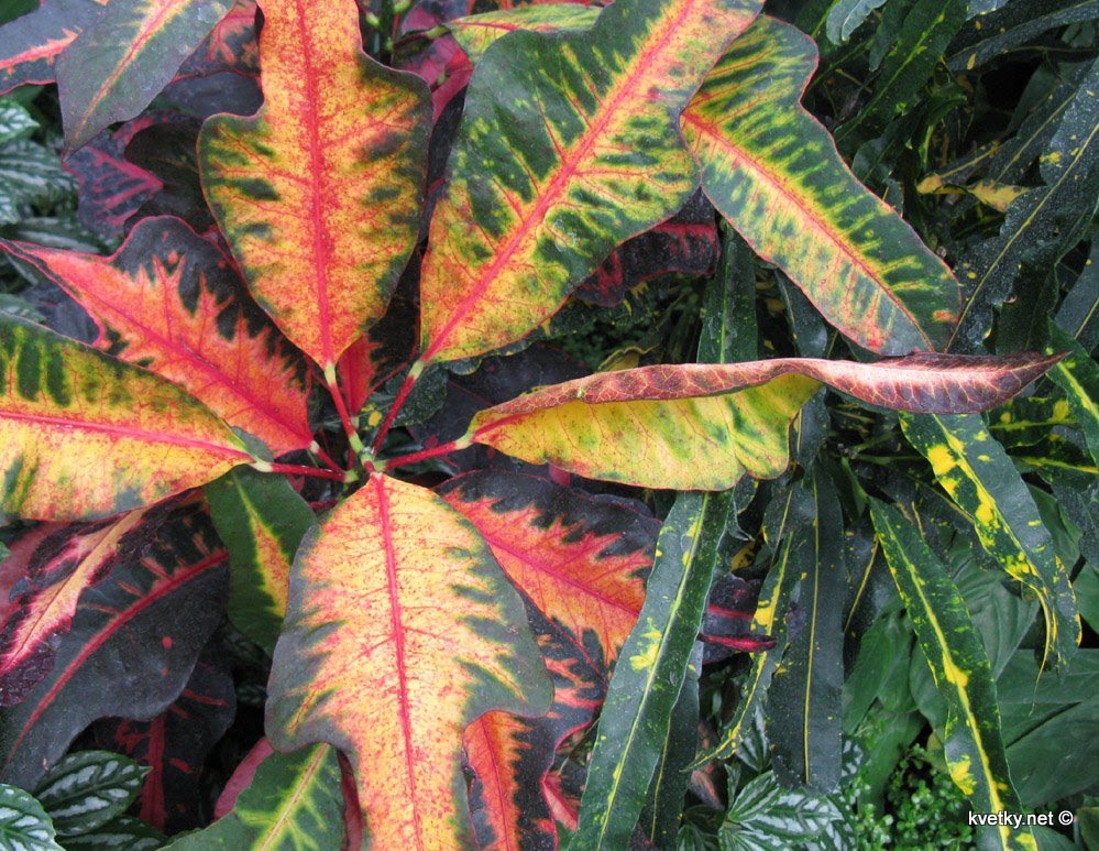 [кротон+IMG_0138.jpg]