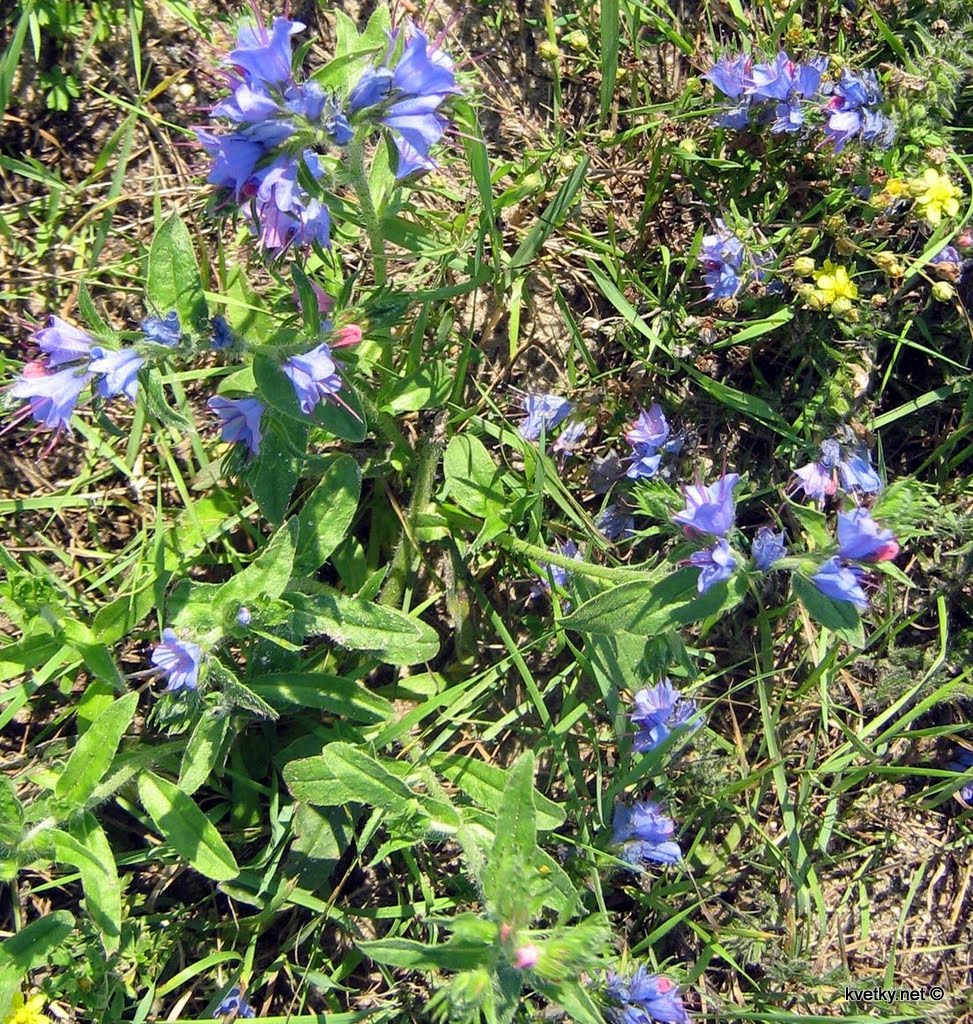 [Синяк+обыкновенный+IMG_2119.jpg]