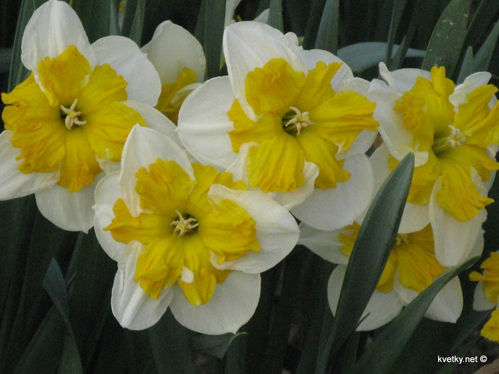 [нарциссы+IMG_0291.jpg]