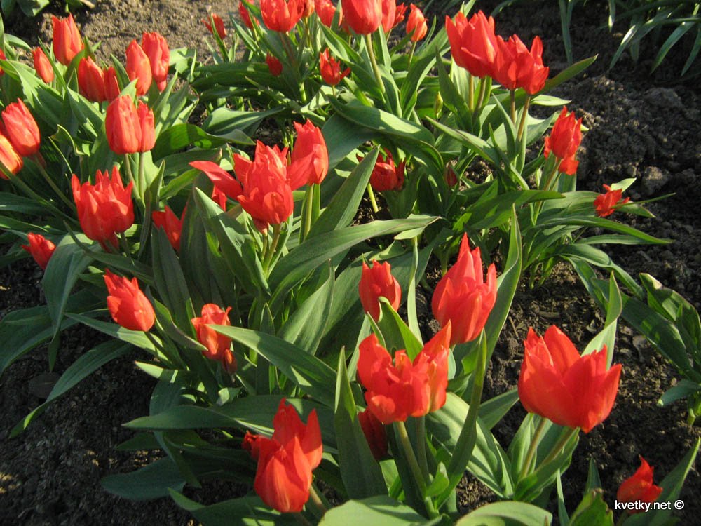 [тюльпаны+IMG_0553+м.jpg]