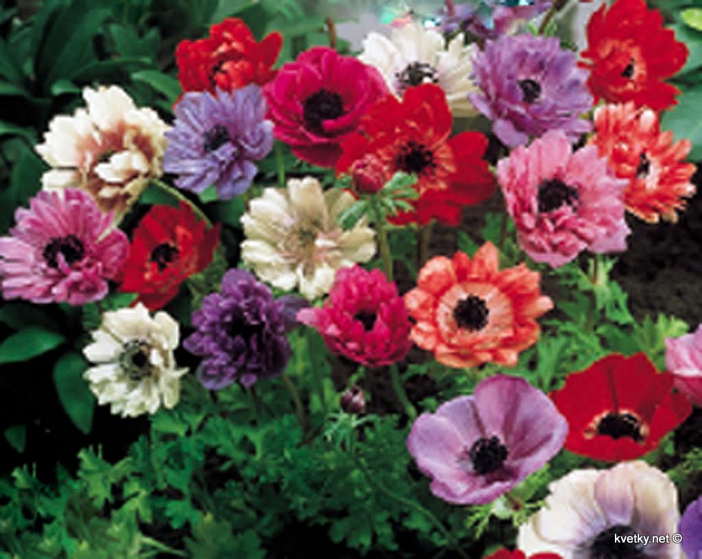 [анемона+корончатая.jpg]