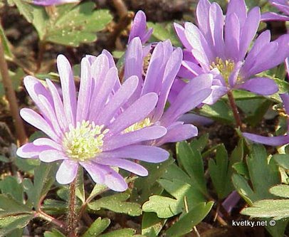 [анемона+бланда+blanda.jpg]