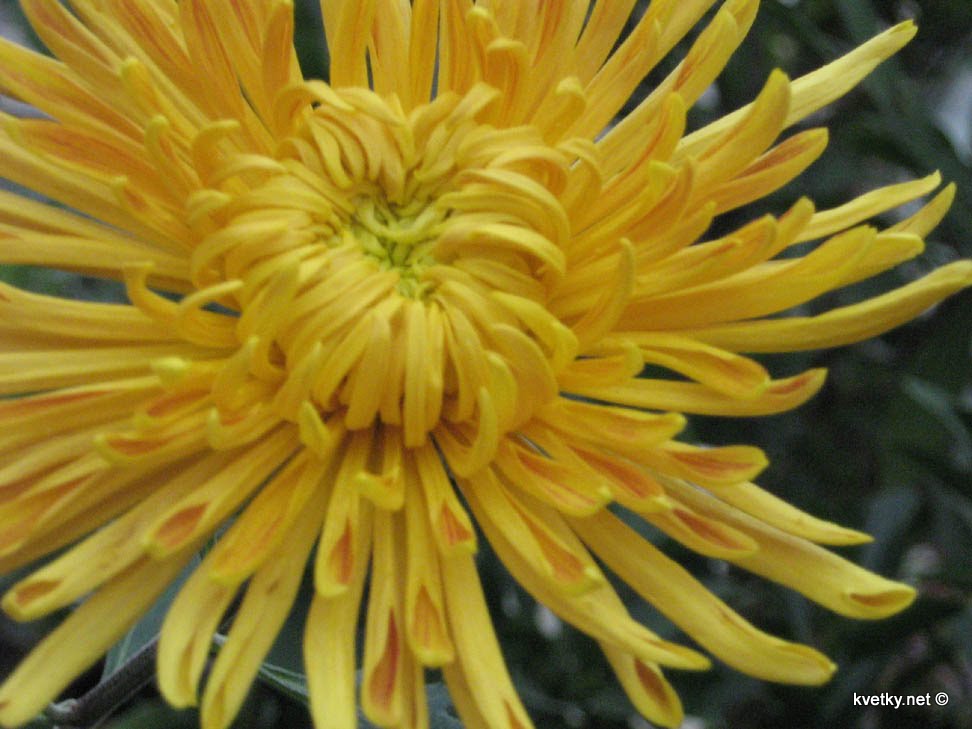 [хризантема+IMG_1317.jpg]