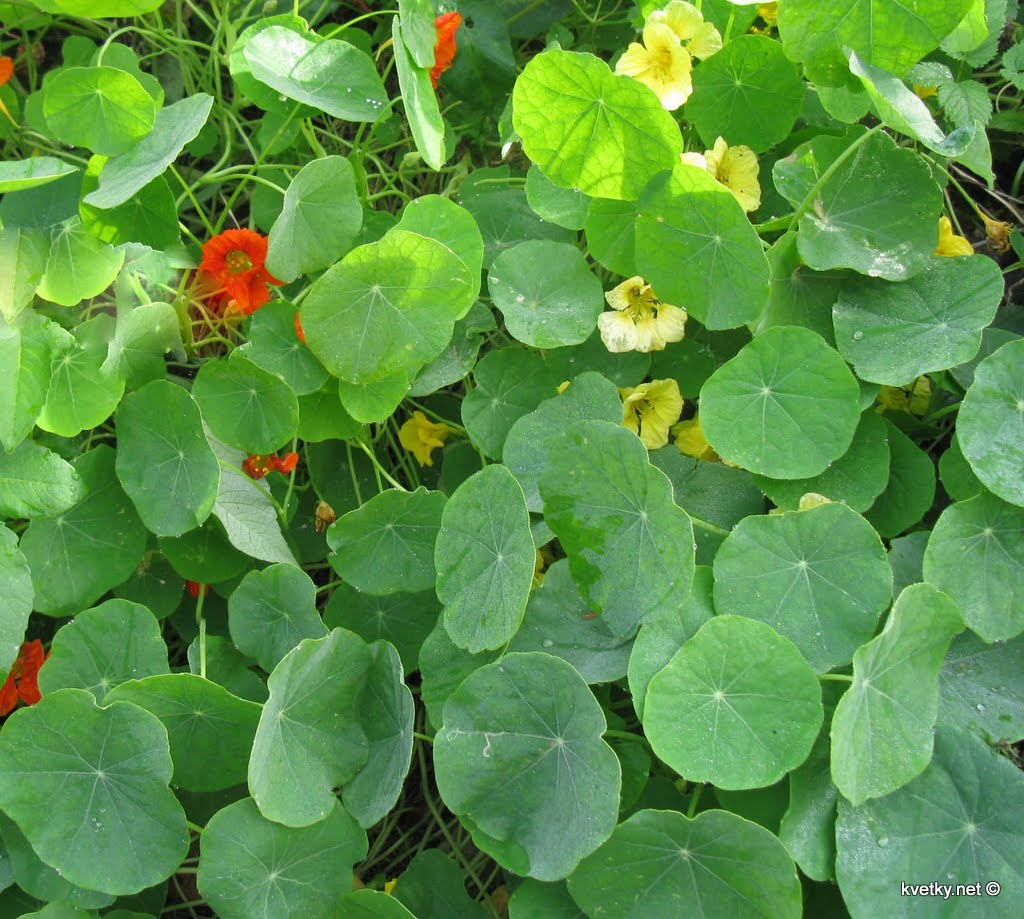 [настурция+ампельная.jpg]