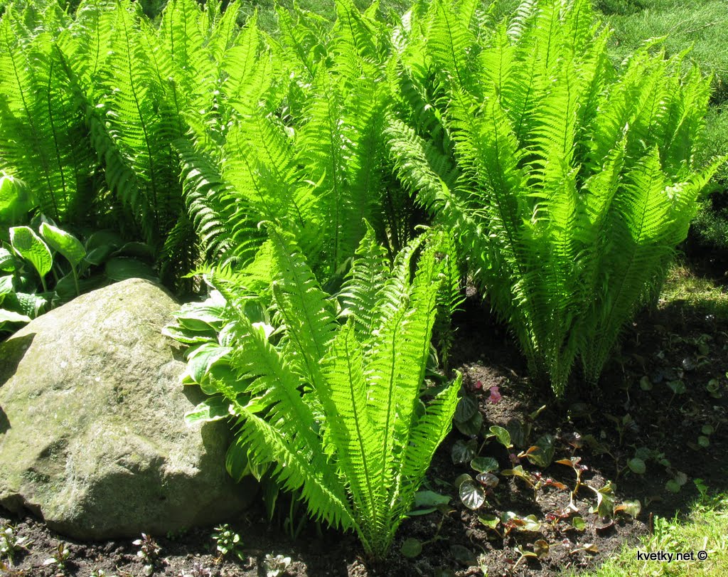 [Папоротник+Страусовое+перо+.jpg]