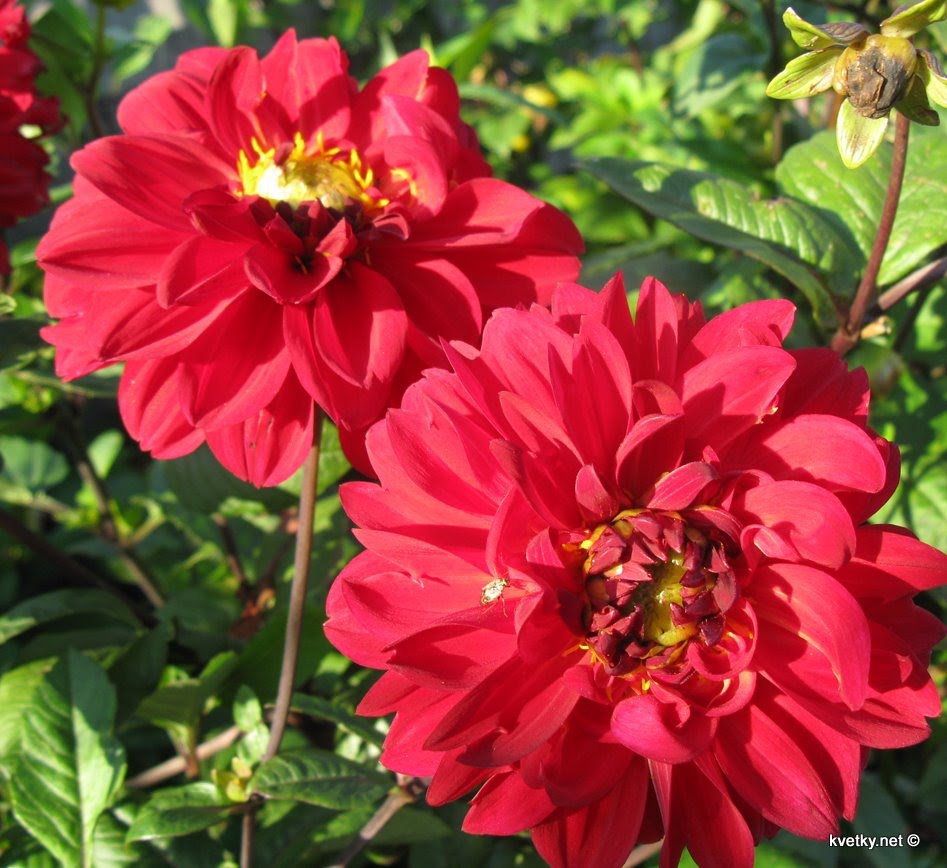 [георгин+IMG_0058.jpg]