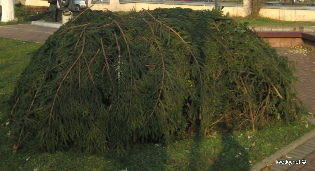 [Укрытие+розы+на+зиму+IMG_3259.jpg]