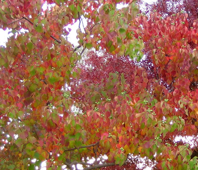 Chinese Tallow Wood