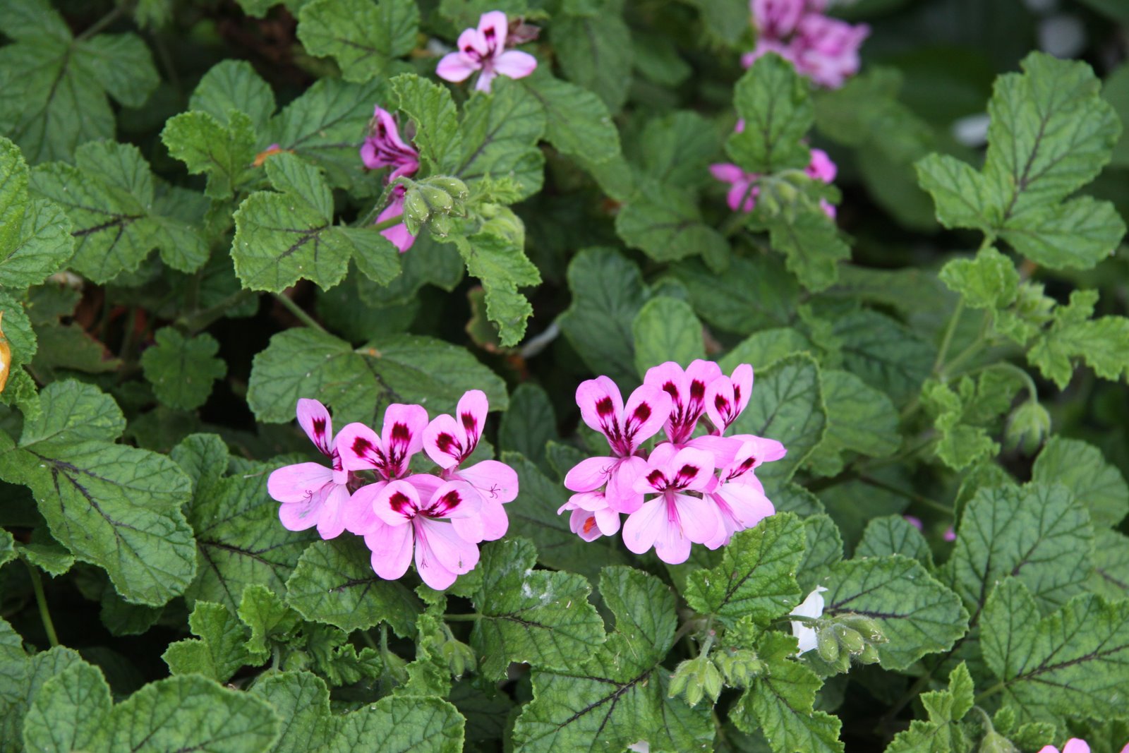 Do Geraniums Come Back Uk - do geraniums come back uk
