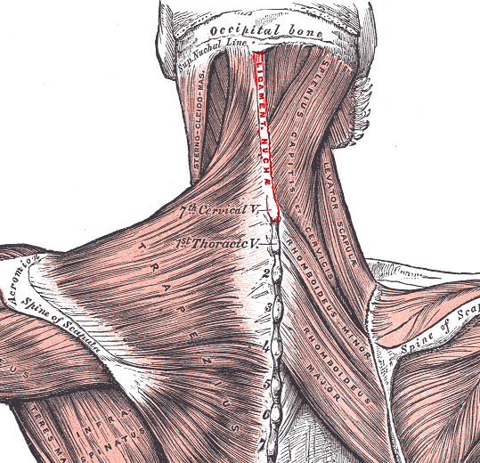 TRAIN OUT PAIN The Nuchal Ligament