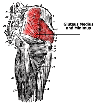 Glute Pain