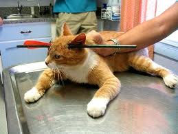 Kucing Ini Masih Hidup Dengan Kepala Tertembus Panah [ www.BlogApaAja.com ]