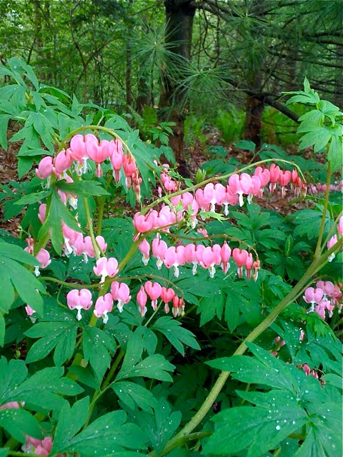 Princeton Nature Notes Fothergilla Gardenii