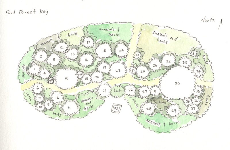 food forest drawing