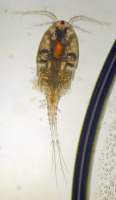 cyclops protist