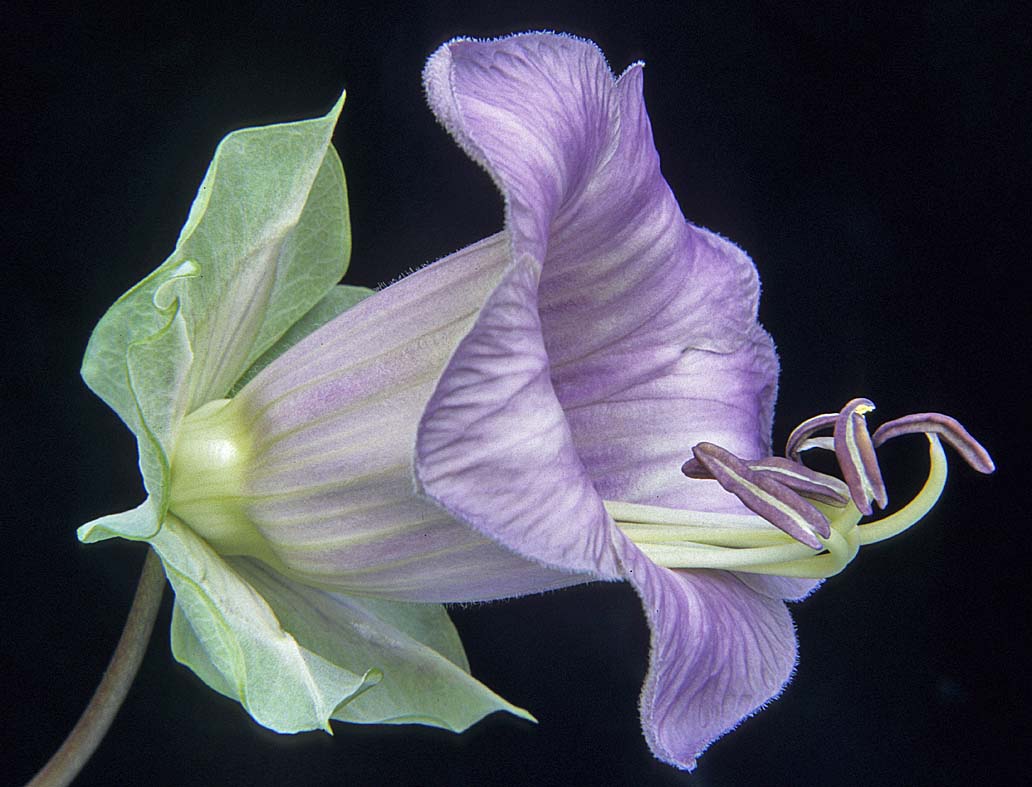 A Digital Botanic Garden Cobaea scandens, CupandSaucer Vine