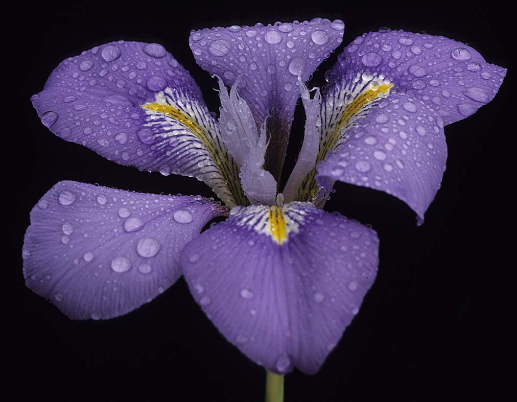 Iris