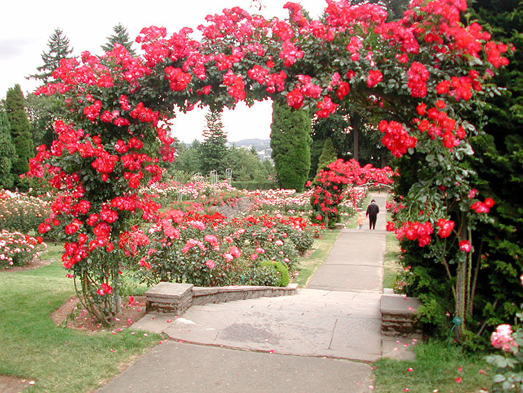 Rose Garden: