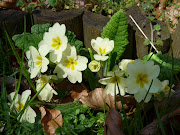 See also; http://daithaic.blogspot.com/2009/04/chilternspring.html (spring )