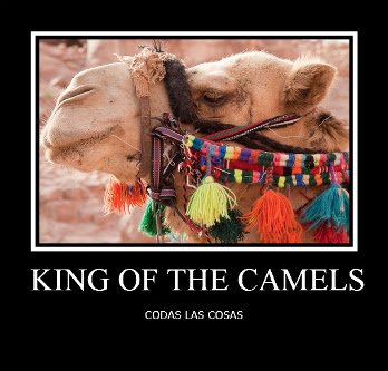 birthday camel