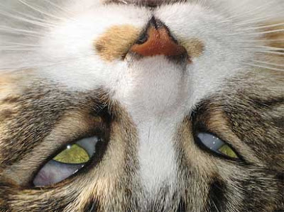 cat third eyelid
