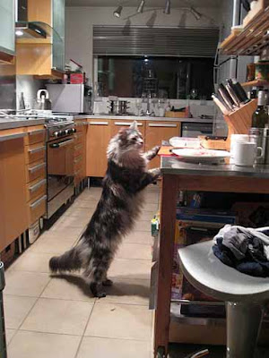 maine+coon+cat+in+the+kitchen.jpg