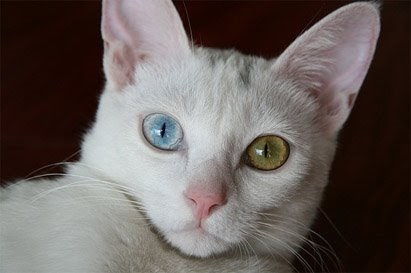 cats facts: white cat with blue and green eyes