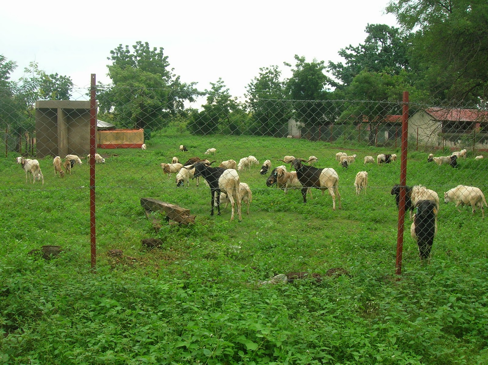 Mark in Ghana Field Trips
