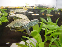 : Setting up the Turtle Tank