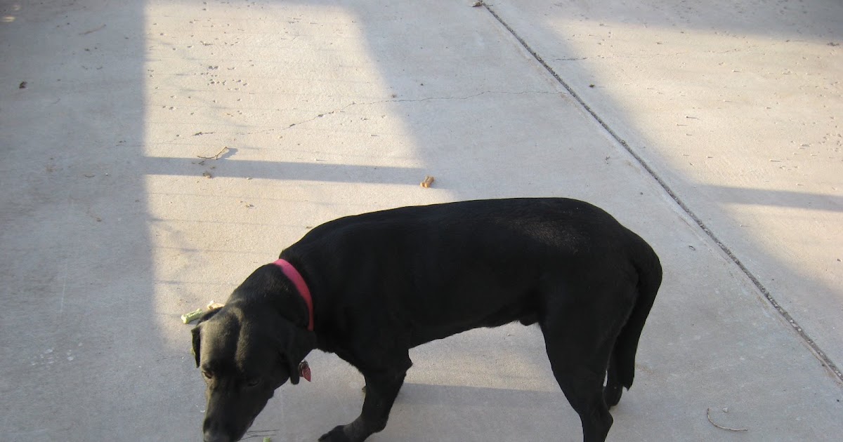 It Was the Least I Could Do The Black Lab with the Cold Water Tail