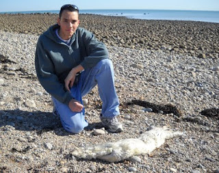seal beach animal shelter volunteer
 on NECWA News Blog: Seal Carcass on Manomet beach Sunday, March 7. 2010