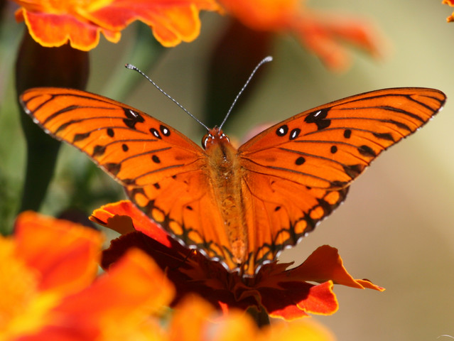 Beautiful Butterfly