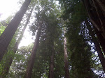 MuirWoods